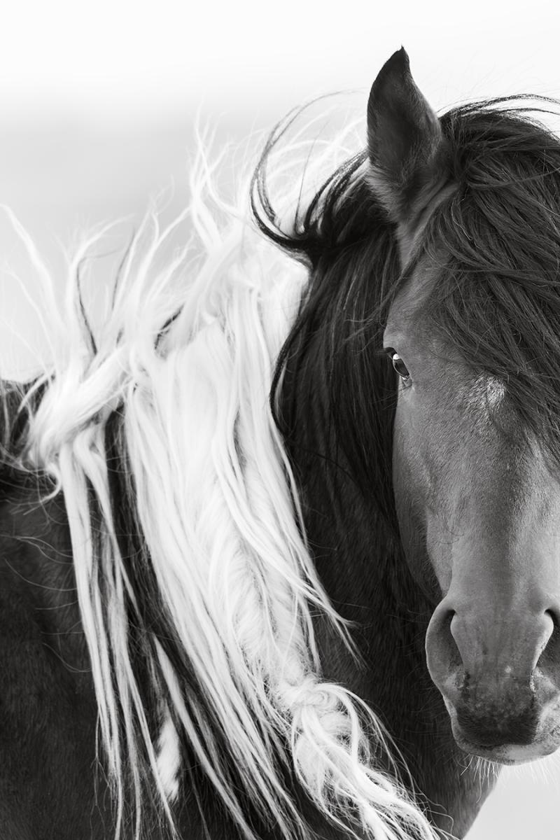 Photographer Maria Marriott Releases New Wild Horse Artwork