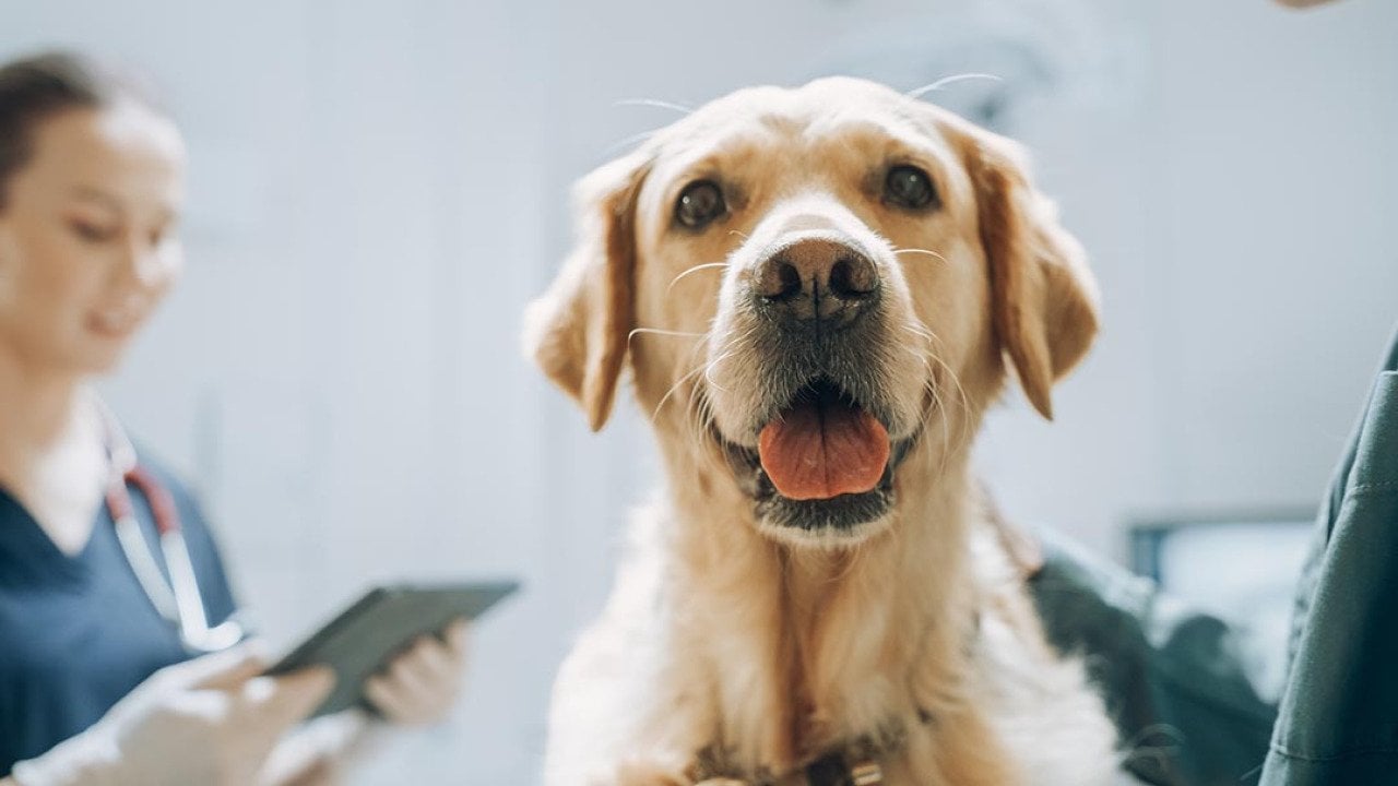Dogs and their people: Companions in cancer research